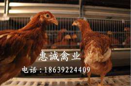 海兰褐蛋鸡青年鸡价格，青年鸡厂，优质青年鸡，供应青年鸡