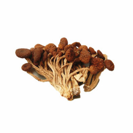 茶树菇，茶薪菇，剪根，不开伞，散装，干货批发