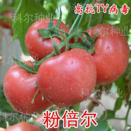 粉倍尔--最好的抗病毒、早熟、西红柿种子 大果型番茄种子
