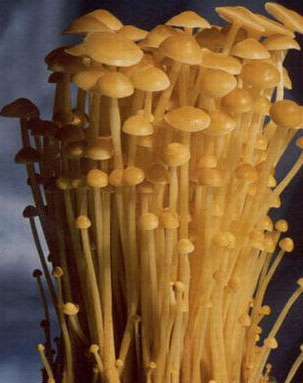 金针菇