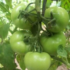 进口番茄种子|进口番茄种子价格|优质 进口番茄种子