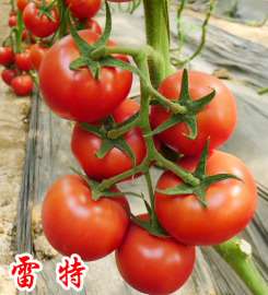 雷特（大红果）--抗TY大红番茄种子