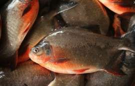 淡水养殖红鲳鱼，质量保证
